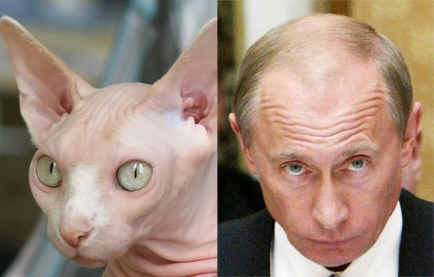 13 Cats That Look Like Other Things - Page 4 Of 7