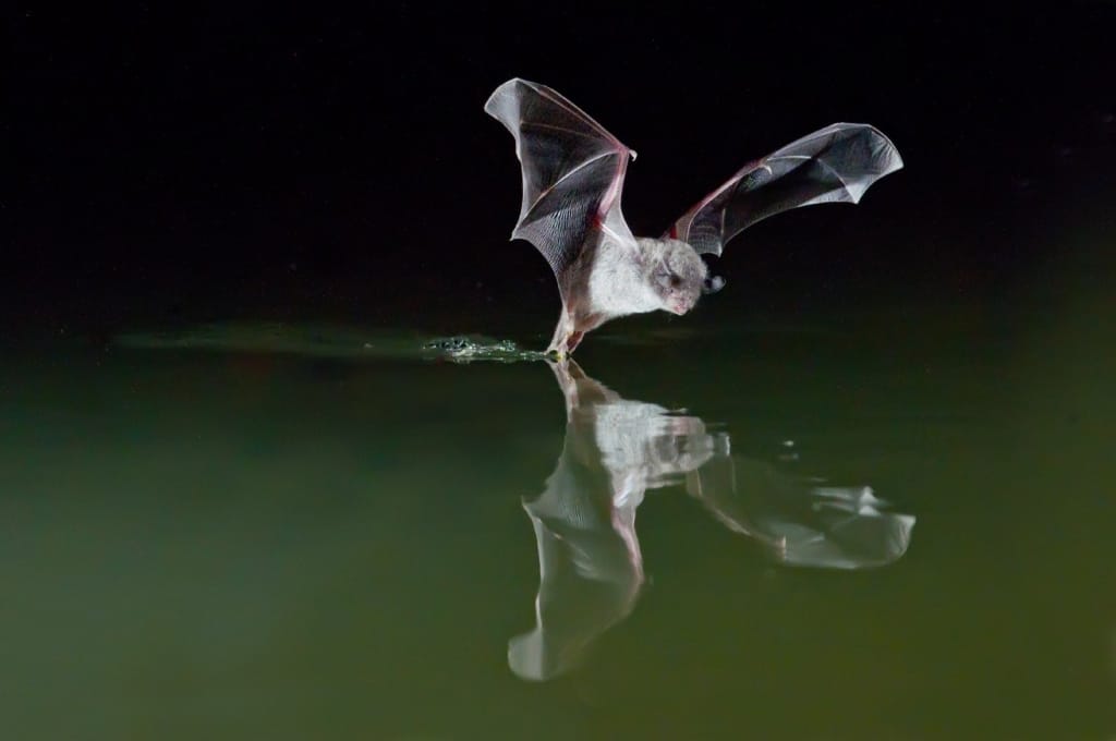 10 Amazing Facts You Didnt Know About Bats