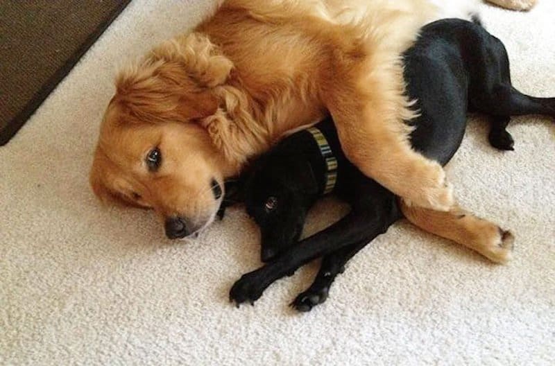 20-adorable-photos-of-dogs-being-best-friends