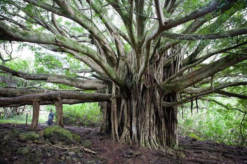 banyan tree trees hawaii strange fig wood maui holy across peepal lahaina national pipiwai trail evil photographs medicinal incredible tumbler