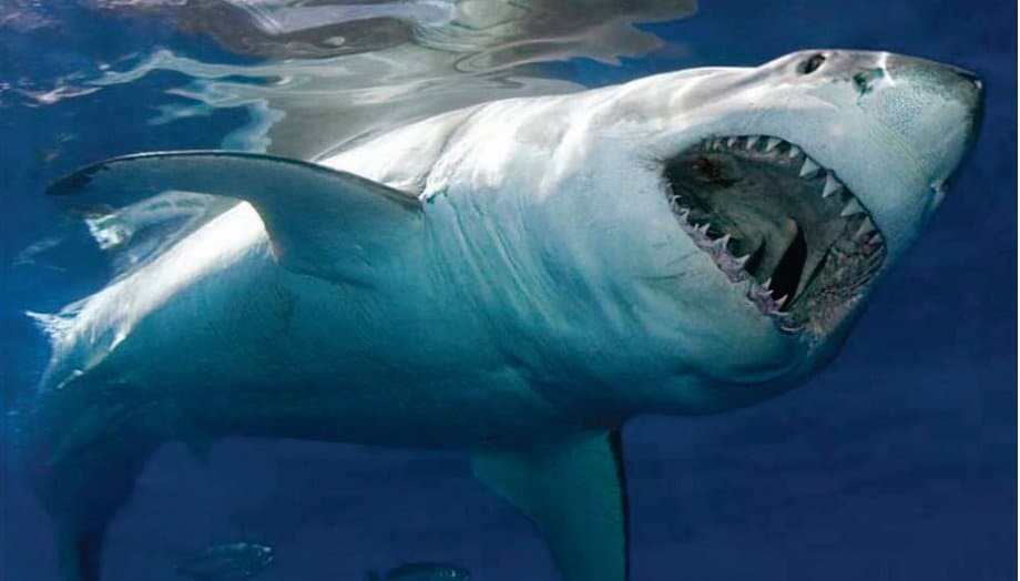 15 Interesting Facts About Sharks You May Not Know - Page 4 of 5