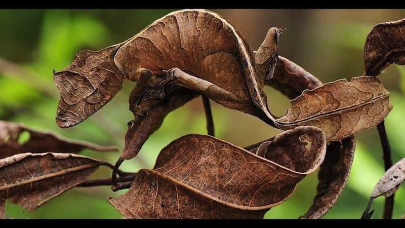 19 Amazing Animals Adept At Using Camouflage