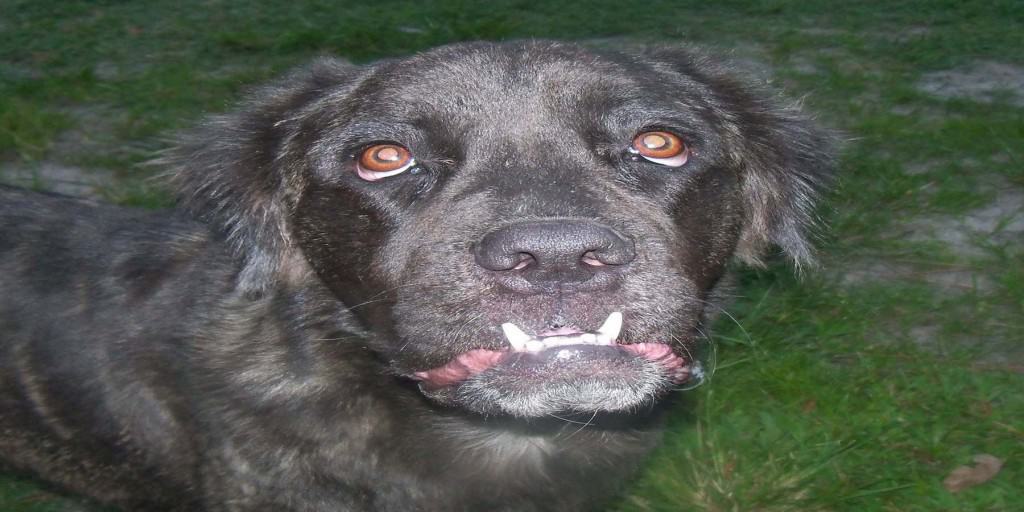 20 Dogs Who Rock Their Underbite