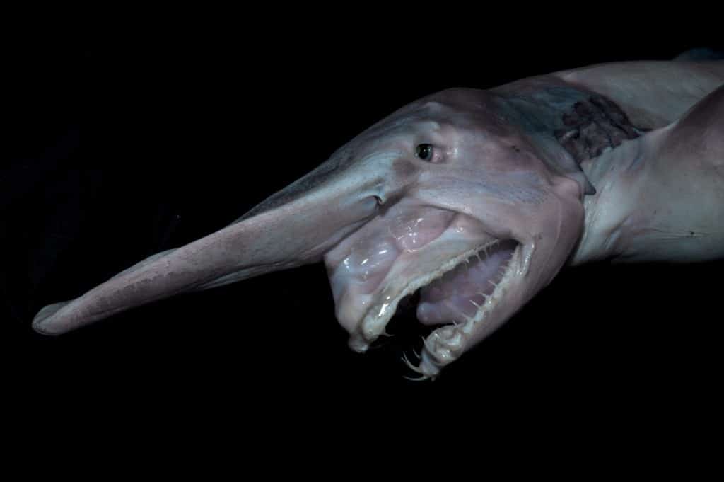 20 Weird Sharks You Had No Idea Existed