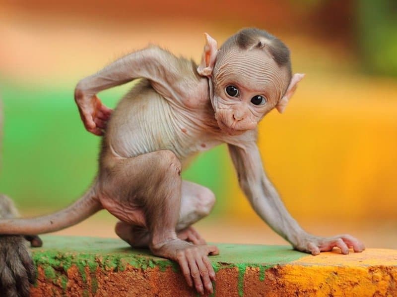 These 17 Bald Animals Will Blow Your Mind