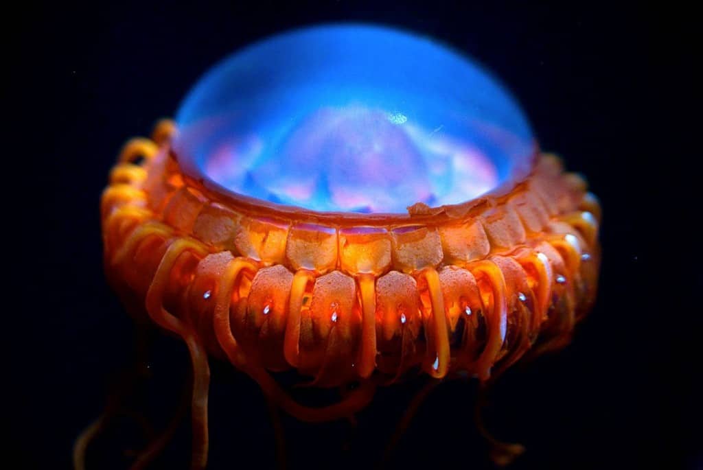 10 Interesting Facts You Probably Don't Know About Jellyfish - Page 2 of 5