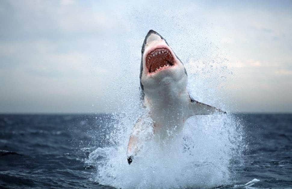 20-horrifying-shark-attacks-that-will-make-you-question-going-swimming