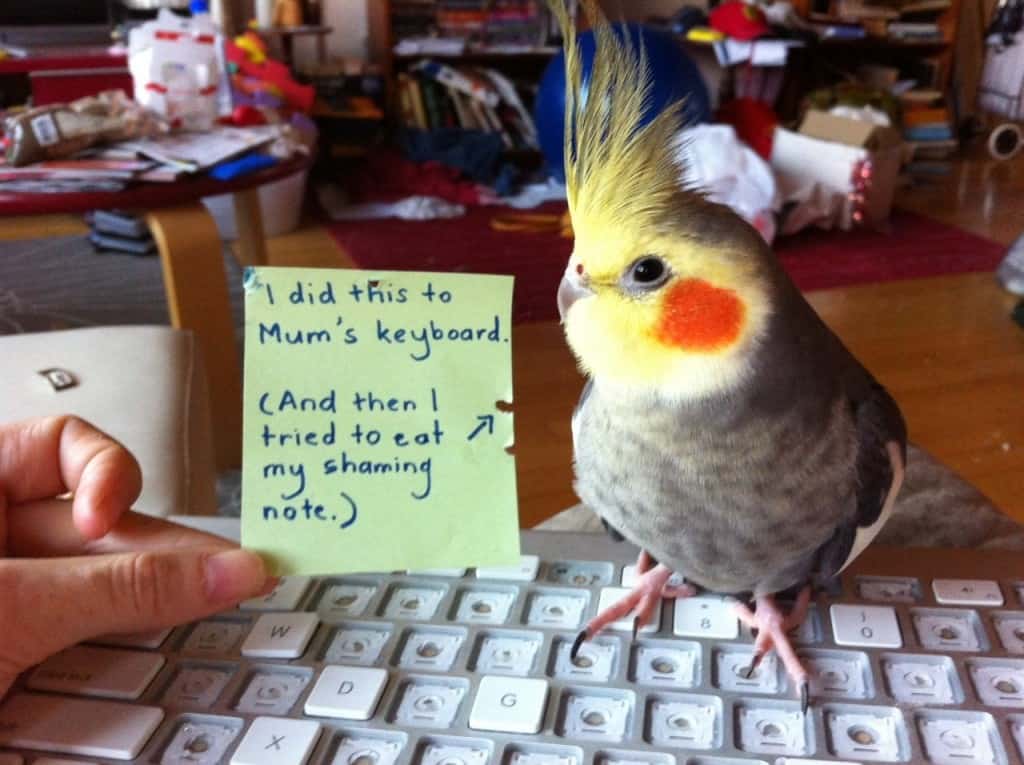 20 Hilarious Times People Shamed Their Pets - Page 4 of 5