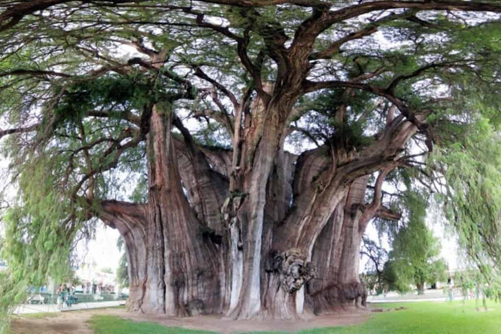 10 Of The Strangest Trees Around The World