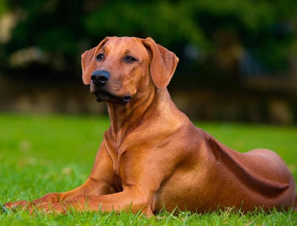 dog breeds dangerous ridgeback rhodesian resist