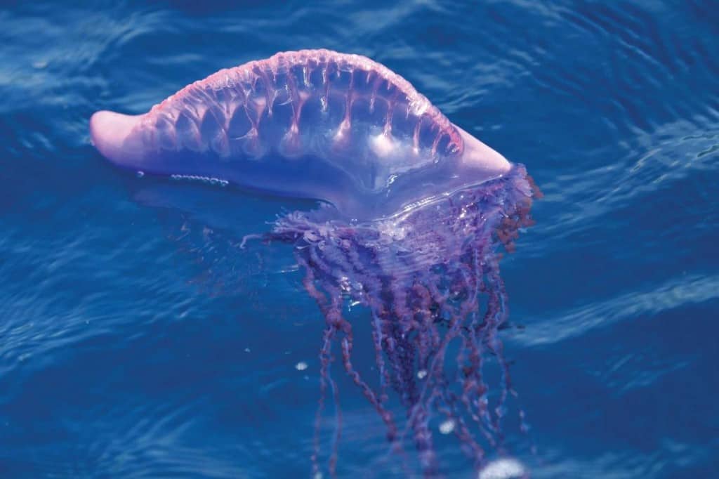 10-of-the-deadliest-sea-creatures-in-the-world