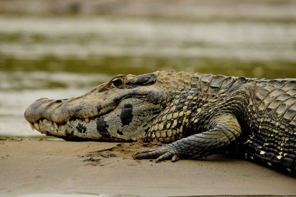 Most Dangerous Animals In The Amazon River