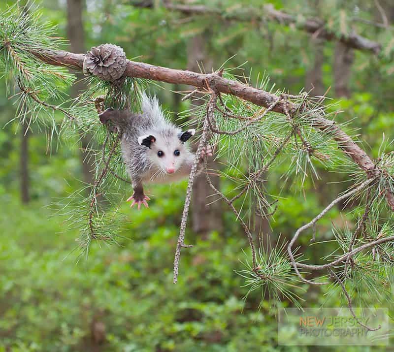 10 Adorable Pictures Of Possums And Opossums - Page 2 of 5