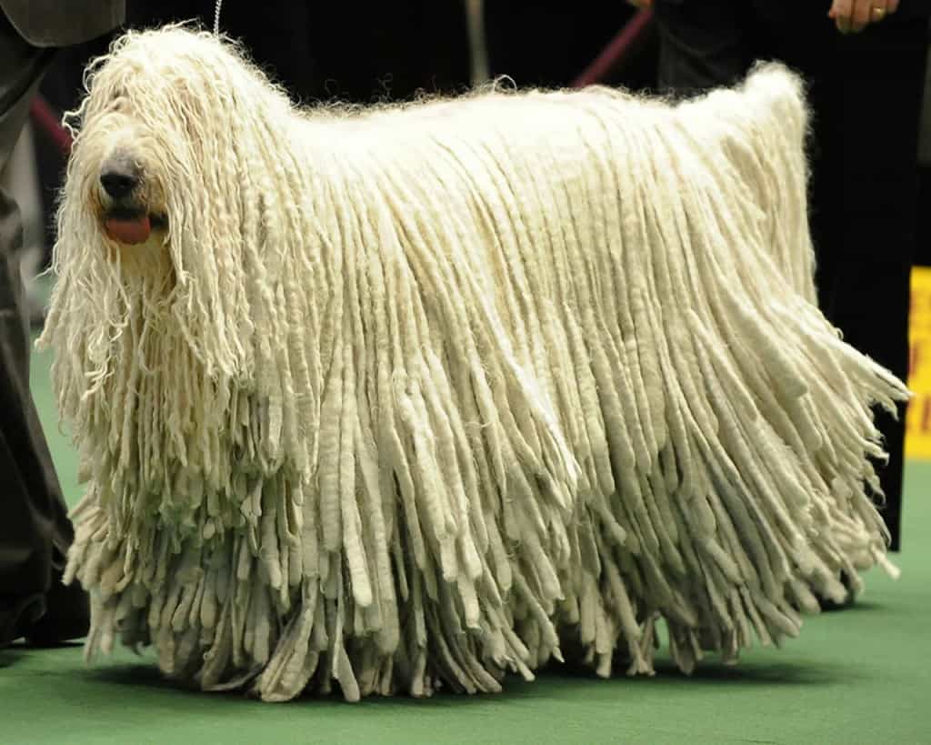 10-of-the-largest-dog-breeds-in-the-world-page-3-of-5