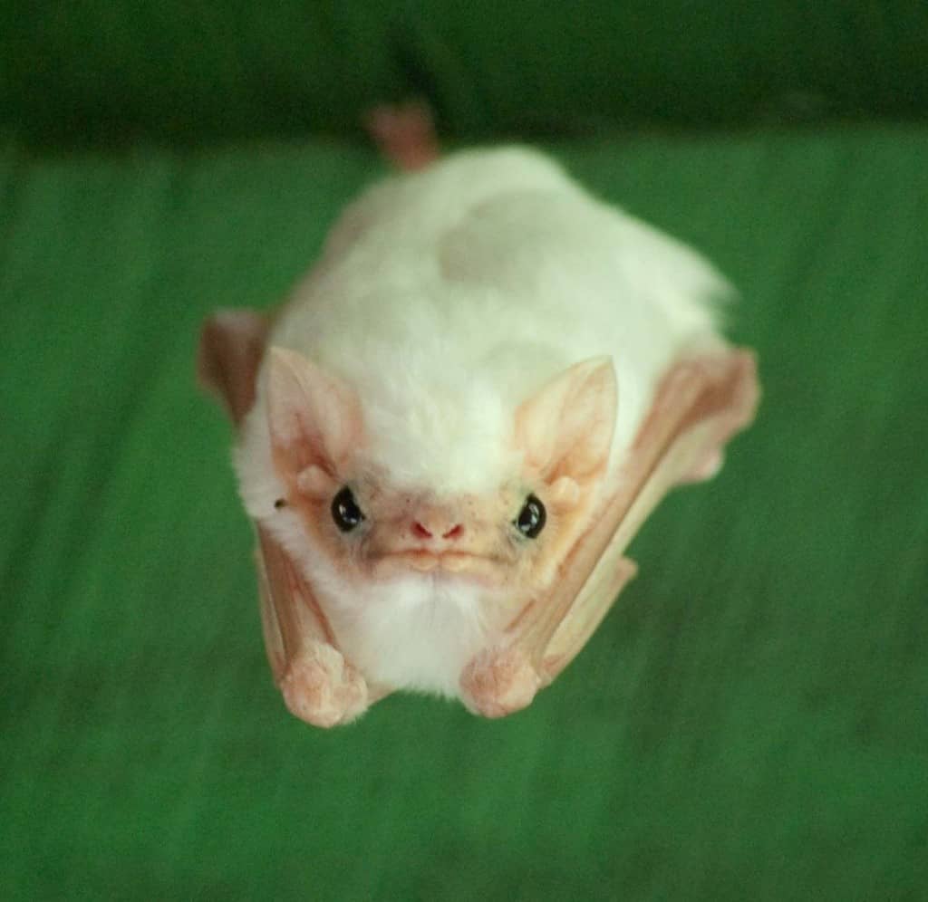 10 Of The Strangest Bats From Around The World - Page 3 of 5