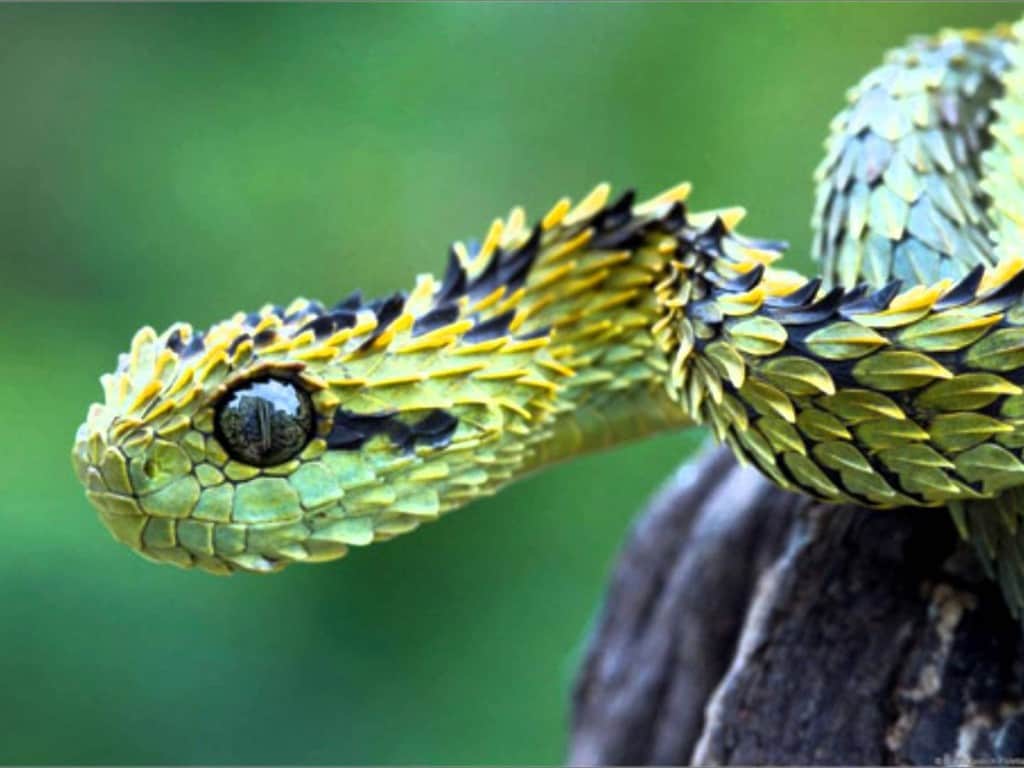 10 Of The Strangest Snakes On The Planet - Page 3 Of 5