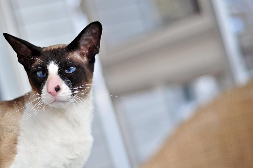10 Unusual Cat Breeds We Can't Get Enough Of - Page 5 of 5