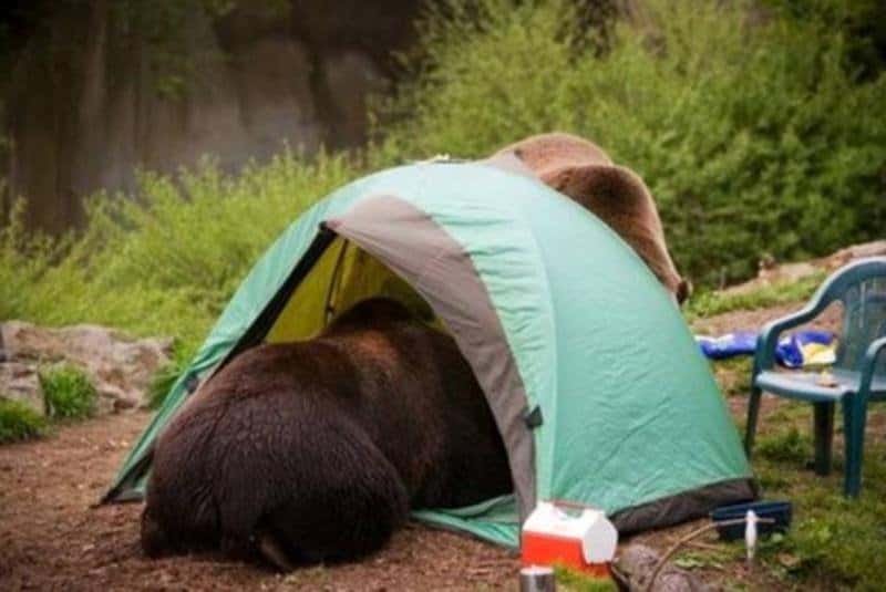 camping fails hilarious bear invitation