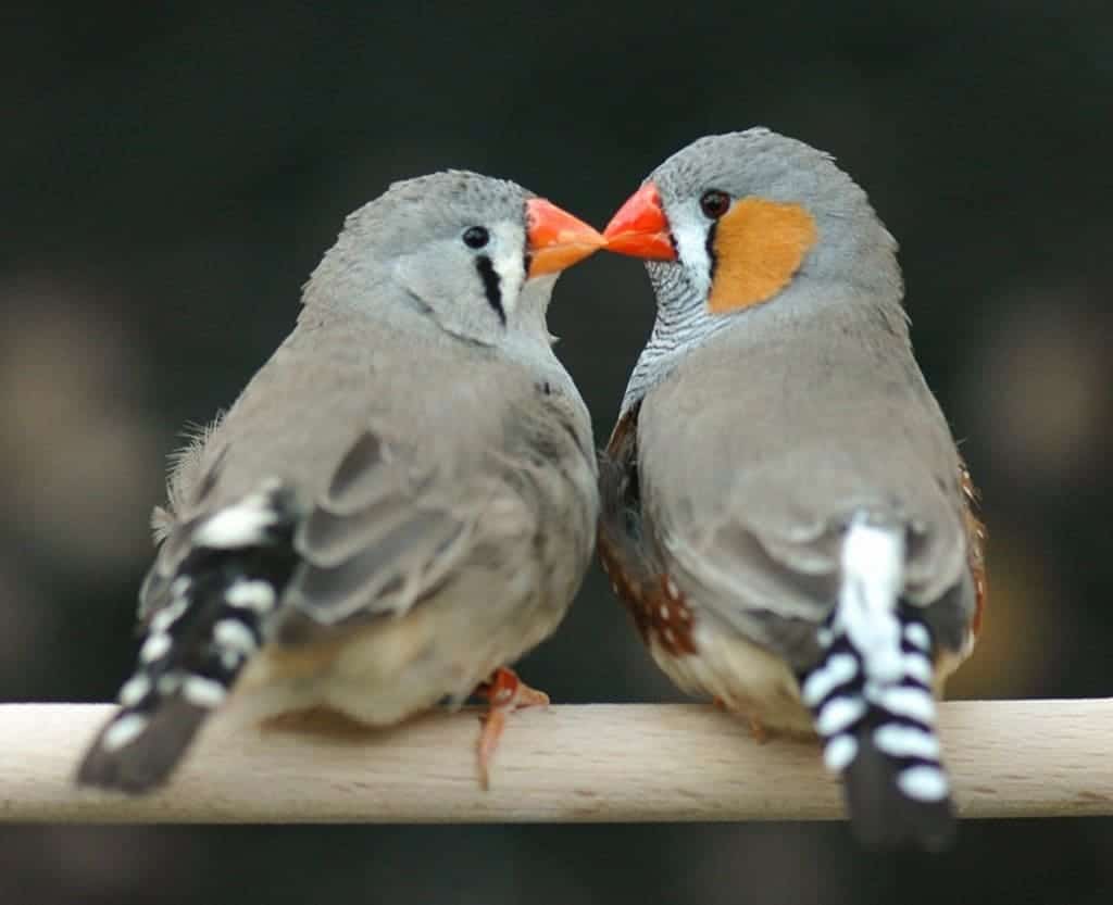 10-surprising-bird-mating-rituals-you-ve-never-heard-of-page-4-of-5