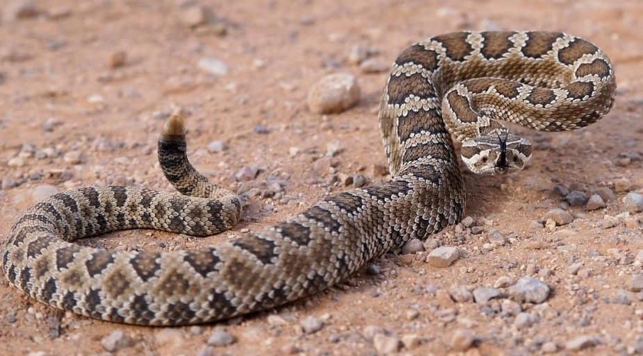 10-weird-facts-about-snakes-you-probably-don-t-know-page-5-of-5