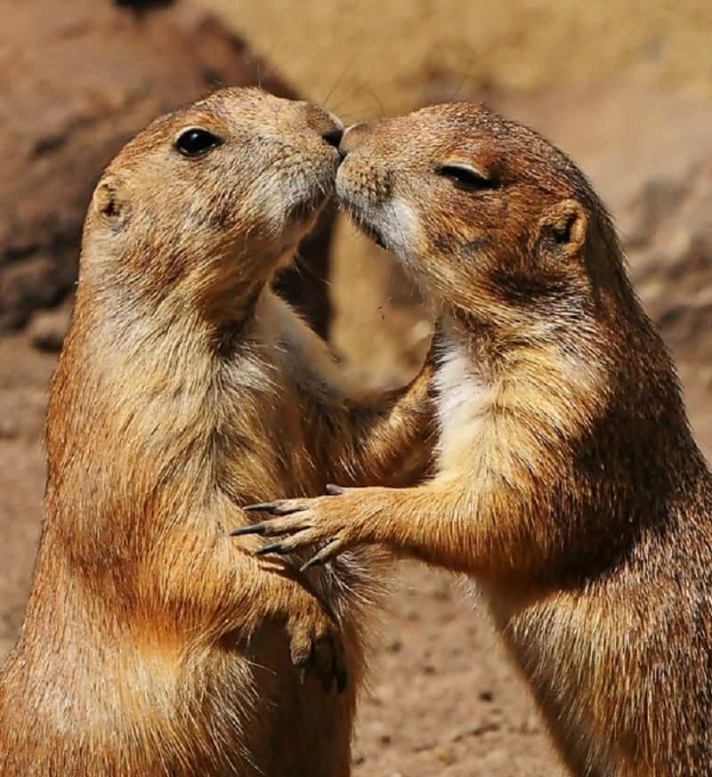 10-adorable-pictures-of-animals-kissing