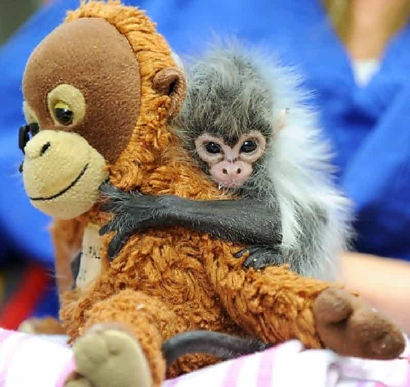 cuddling with stuffed animals