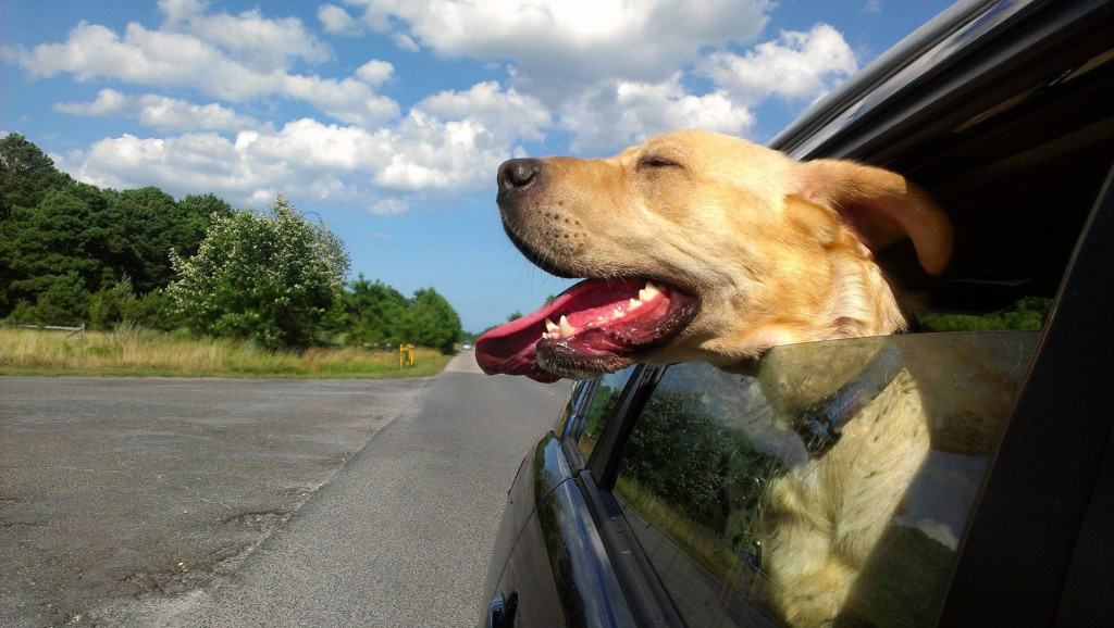 10 Adorable Dogs Who Love Going For Car Rides