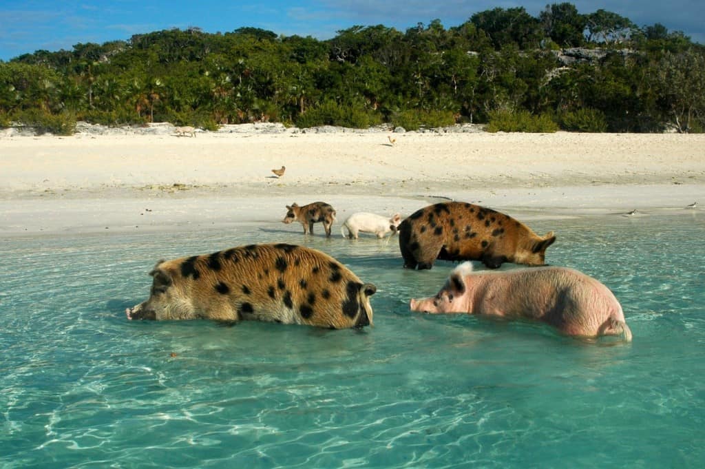 20 Places Where Animals Outnumber People - Page 4 of 5