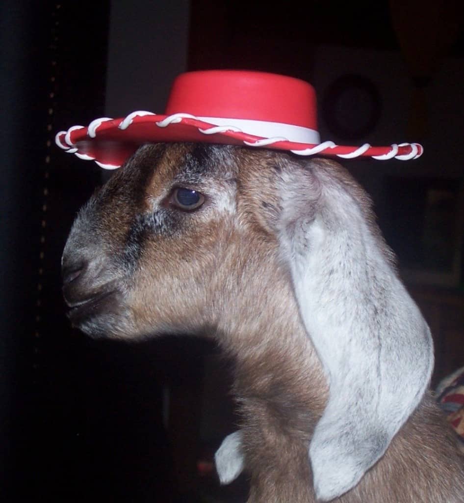 20 Pictures Of Animals In Hats To Brighten Up Your day