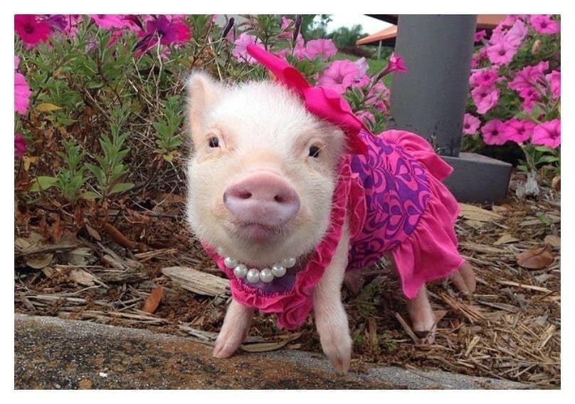 20 Of The Most Fashionable Pigs You've Ever Seen